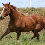 LOTE 005 - MISS PANA SHUGAR