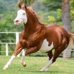 LOTE 006 - POP SUPER GUNNER
