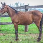 LOTE 023 - MAXIMUS MSM