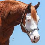 LOTE -200 - SMART CHIC DUNIT (Coberturas)