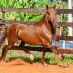 LOTE 018 - KKKK RESGATE DA TRADIÇÃO