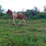 LOTE 018 - NIKO