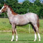 LOTE 009 - WHIZ LITTLE CHOICE