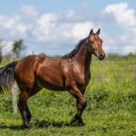 LOTE 013 - DUAL PHANTOM GSPOTS