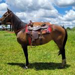 LOTE 015 - JUMA TOP CODY