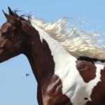 LOTE 005 - ZAN CODY CIELO YBJ