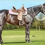 LOTE 007 - NEGA ZORRERO