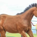 LOTE 029 - TORNADO ONE GUN
