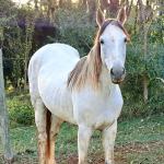 LOTE 016 - PEPITA TROUBLE JAY