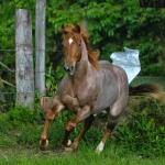 LOTE 015 - MANDALORIAN TOPFLING