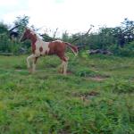 LOTE 018 - NIKO