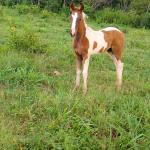 LOTE 018 - NIKO