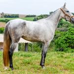 LOTE 017 - BETANIA DA NOVA TRADIÇÃO