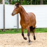 LOTE 010 - AMULETO ESM DA PPMP
