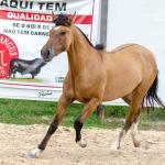 LOTE 009 - ESMERALDA ESM DA PPMP