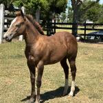 LOTE 017 - LIZ HICKORY DPLC