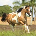 LOTE 026 - LADY DELTA MIME- TE