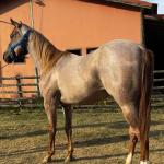 LOTE 011 - QUEEN STREAKIN KEYS