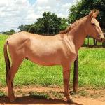 LOTE 018 - MARLBORO