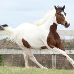 LOTE 009 - SUZYE EASY TOO YBJ