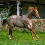 LOTE 015 - MANDALORIAN TOPFLING
