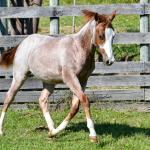 LOTE 009 - WHIZ LITTLE CHOICE