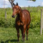 LOTE 013 - DUAL PHANTOM GSPOTS