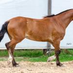 LOTE 012 - AURORA ESM DA PPMP