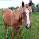 LOTE 017 - CANELA