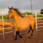 LOTE 004 - DAKOTA BARS LADY