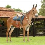 LOTE 002 - BAILARINA DA GAMELEIRA
