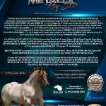 LOTE 011 - METALLIC REY STAR 4M