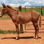 LOTE 019 - CAMPARI