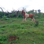 LOTE 018 - NIKO