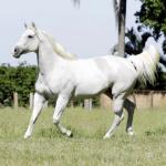 LOTE 010 - ZANICA HAIDAS PEP