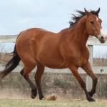 LOTE 008 - WV CASH MAN EAS