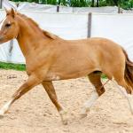 LOTE 015 - APACHE ESM DA PPMP