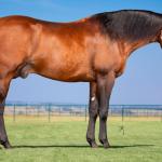 LOTE -100 - TAPOCRAT - Coberturas