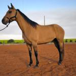 LOTE 004 - DAKOTA BARS LADY