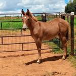 LOTE 019 - CAMPARI