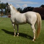 LOTE 023 - STYLISH DUN IT