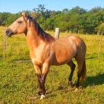 LOTE 006 - GOLD GO HUSH DUN IT