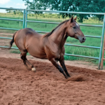 LOTE 006 - A STREAK TO LIBERTY