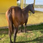 LOTE 011 - FLIKA APOLO DIEGO