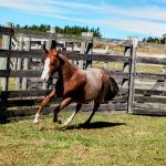 LOTE 006 - REYCIS GUNNER WHIZ