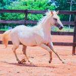 LOTE 016 - LAST BET VRA