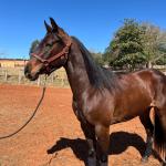 LOTE 007 - MAYA FLING STARLIGHT