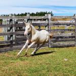 LOTE 004 - LADY SHINNING CHEX