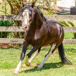 LOTE -100 - JA VINTÉM (Venda de Coberturas)