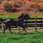 LOTE 005 - DOC S METALIC BAR TZ